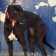 LIZZY-greyhound-GACI-06-07-1019-F (1)