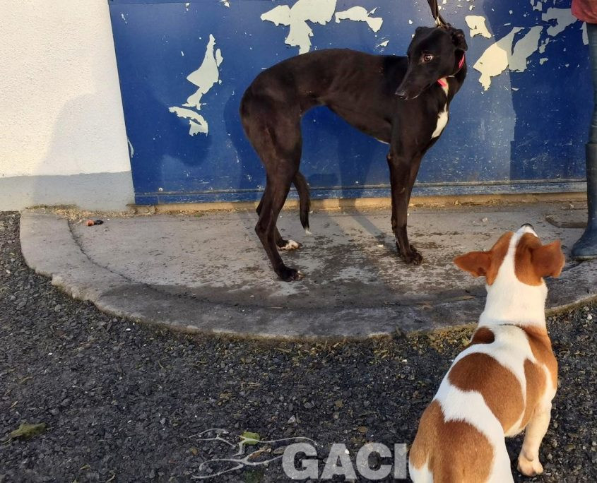 LIZZY-greyhound-GACI-06-07-1019-F (2)