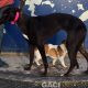 LIZZY-greyhound-GACI-06-07-1019-F (3)