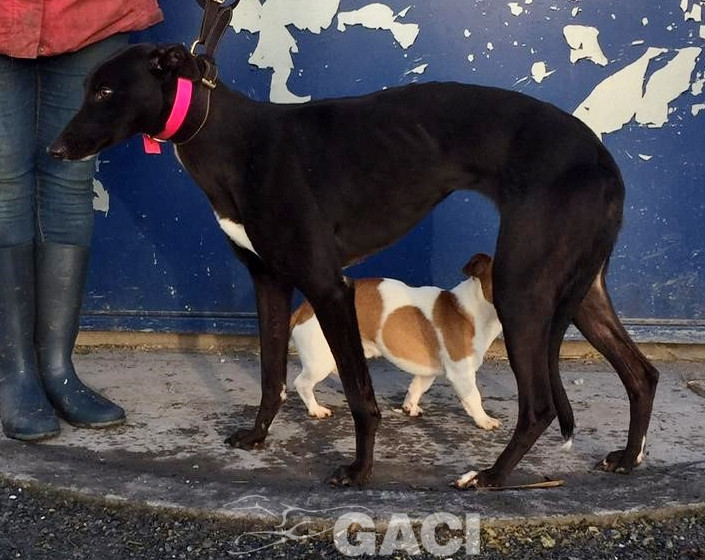 LIZZY-greyhound-GACI-06-07-1019-F (3)