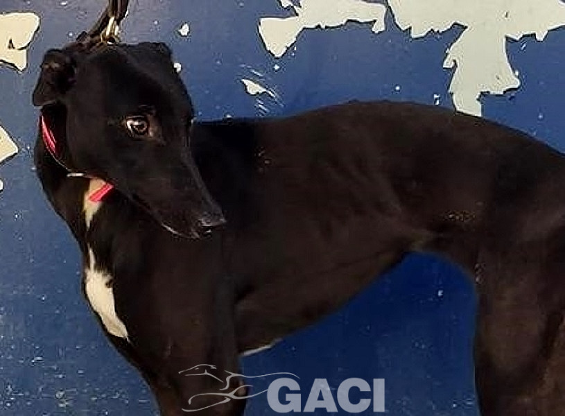 LIZZY-greyhound-GACI-06-07-1019-F (4)