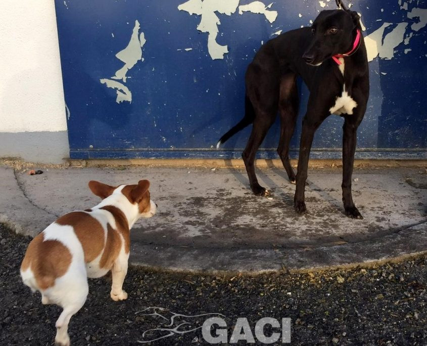 LIZZY-greyhound-GACI-06-07-1019-F (5)