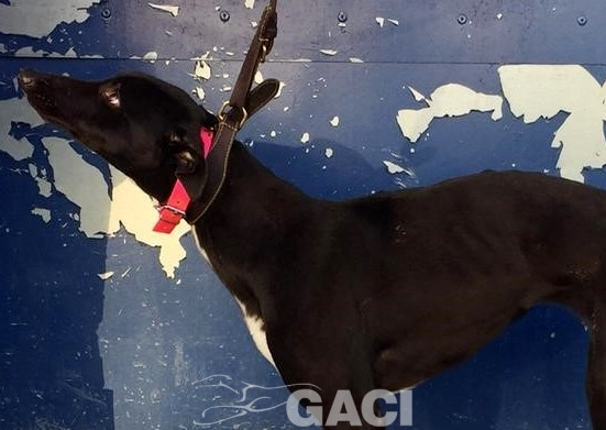 LIZZY-greyhound-GACI-06-07-1019-F (6)