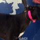 LIZZY-greyhound-GACI-06-07-1019-F (7)