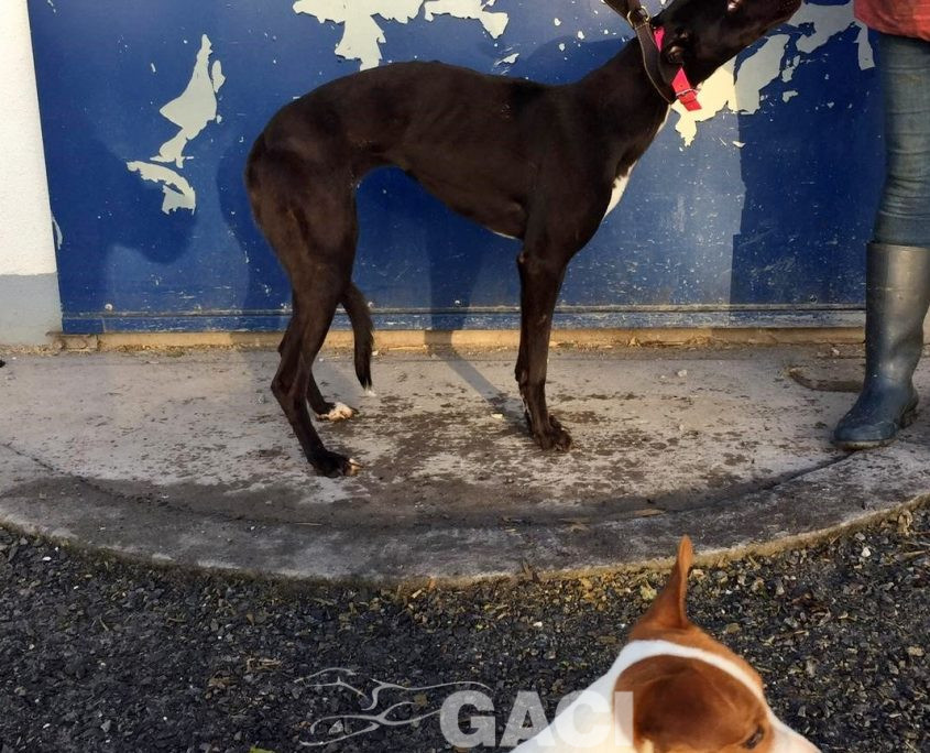 LIZZY-greyhound-GACI-06-07-1019-F (8)