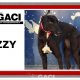 LIZZY-greyhound-GACI-06-07-1019-F (9)