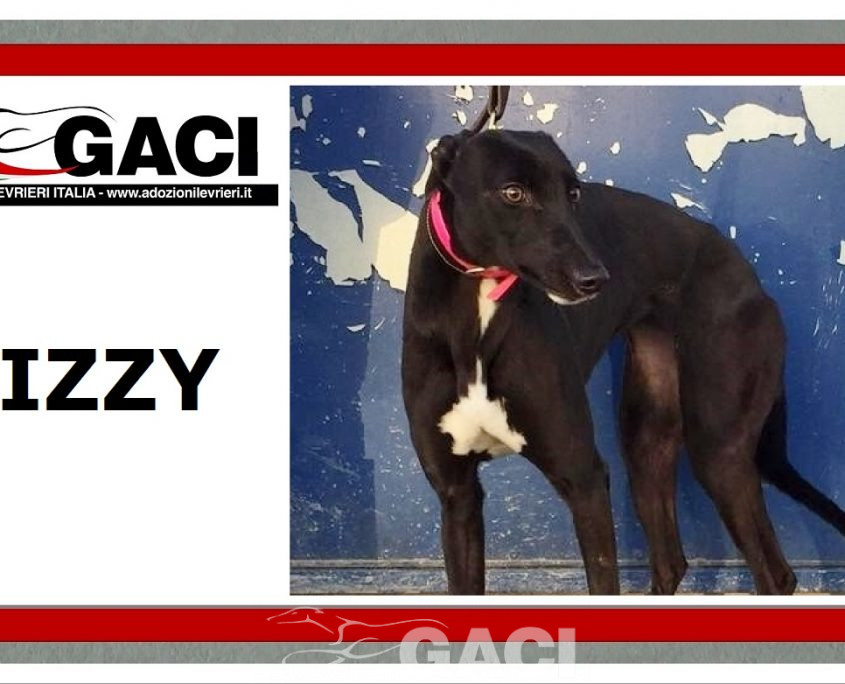LIZZY-greyhound-GACI-06-07-1019-F (9)