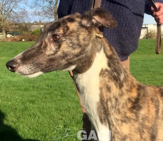 LORENZO-greyhound-GACI-M (1)