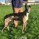 LORENZO-greyhound-GACI-M (2)