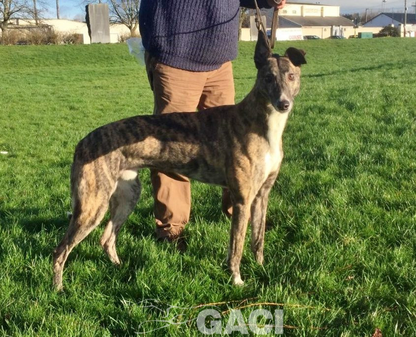 LORENZO-greyhound-GACI-M (2)