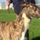 LORENZO-greyhound-GACI-M (3)