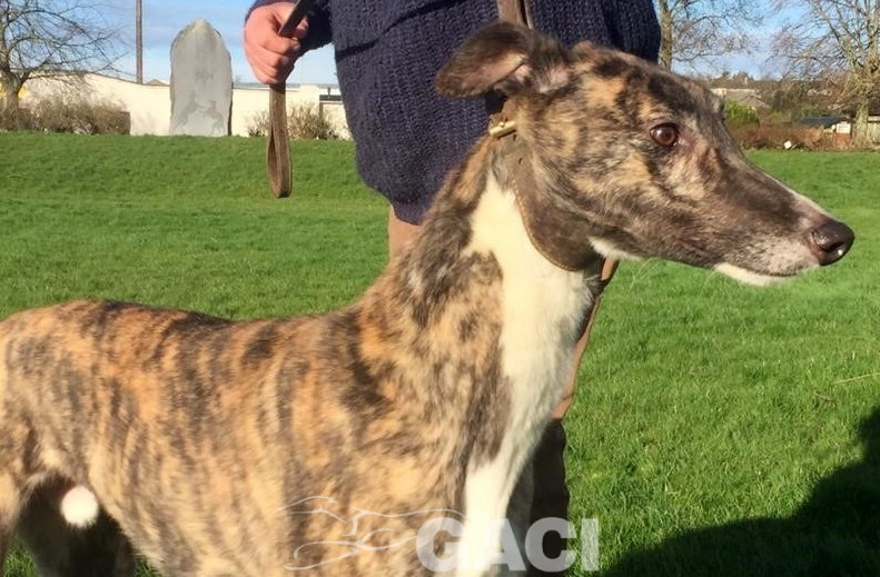 LORENZO-greyhound-GACI-M (3)