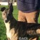 LORENZO-greyhound-GACI-M (4)