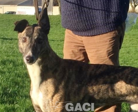 LORENZO-greyhound-GACI-M (4)