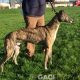LORENZO-greyhound-GACI-M (5)