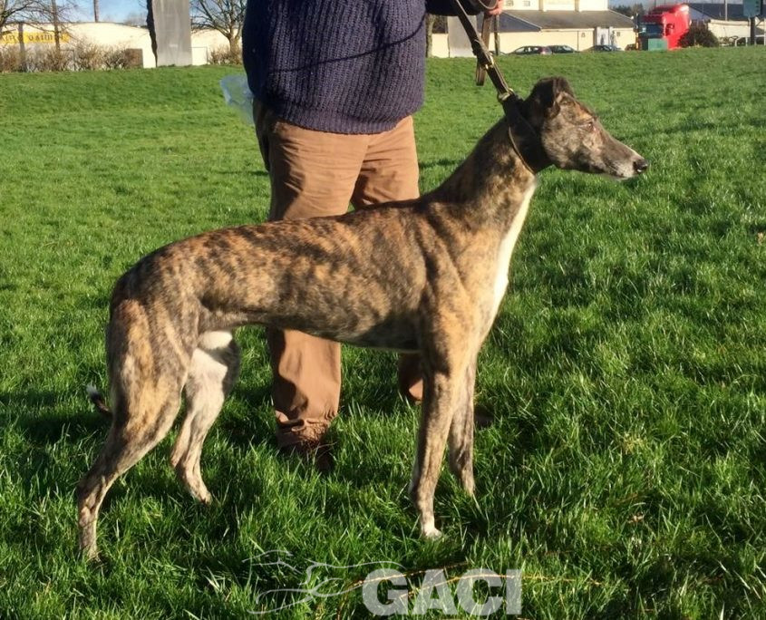 LORENZO-greyhound-GACI-M (5)