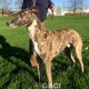 LORENZO-greyhound-GACI-M (6)