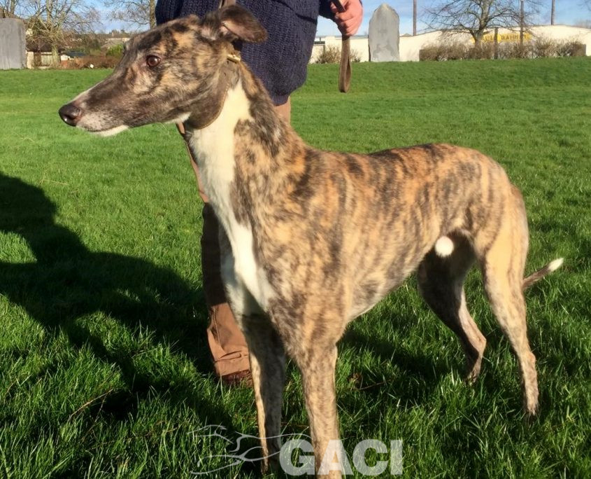 LORENZO-greyhound-GACI-M (6)