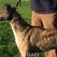 LORENZO-greyhound-GACI-M (7)