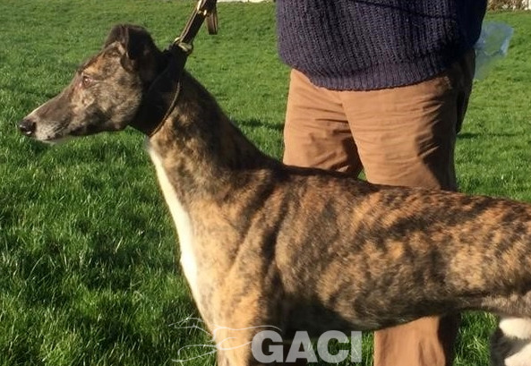 LORENZO-greyhound-GACI-M (7)