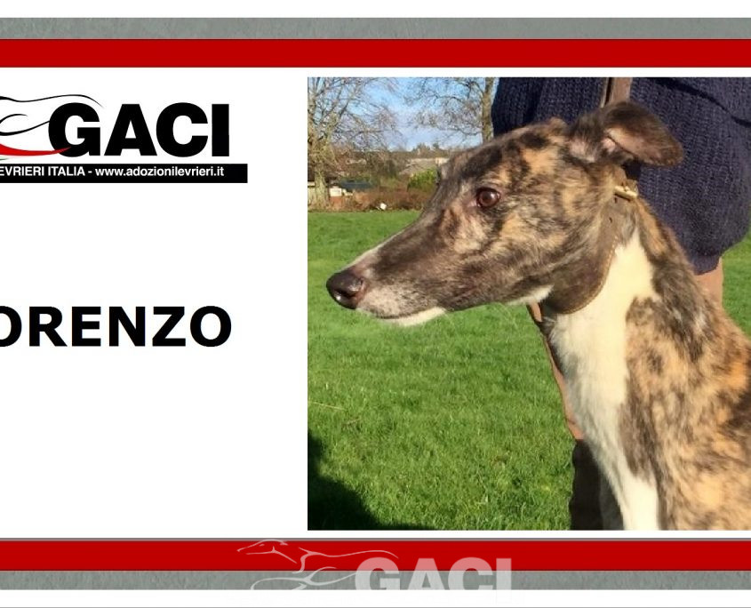 LORENZO-greyhound-GACI-M (8)