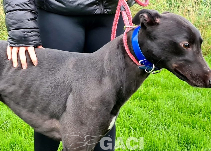 PUMA-greyhound-GACI-M (1)