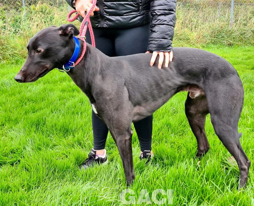 PUMA-greyhound-GACI-M (2)