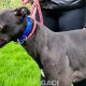PUMA-greyhound-GACI-M (3)
