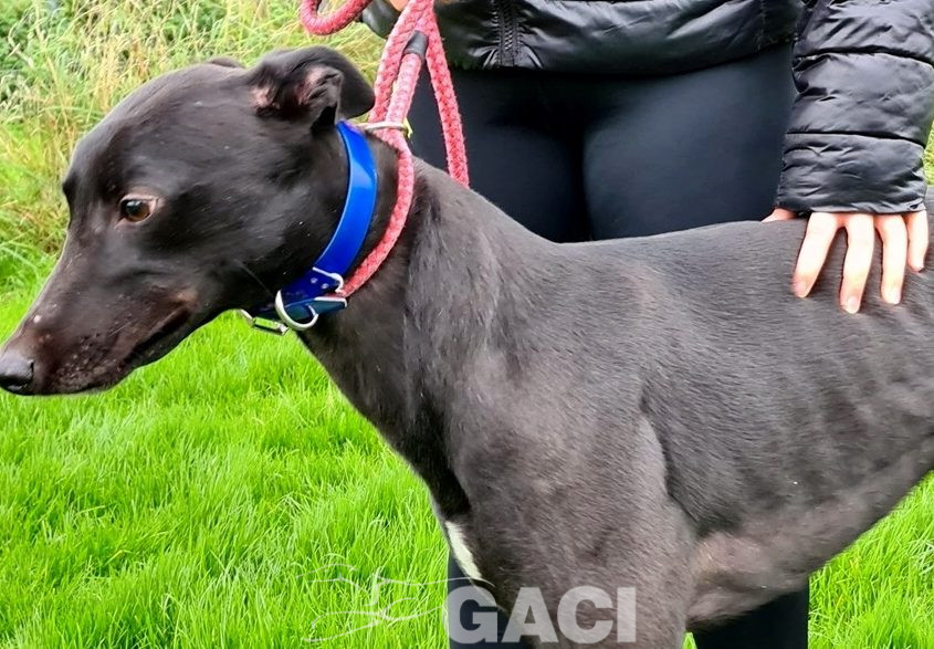 PUMA-greyhound-GACI-M (3)