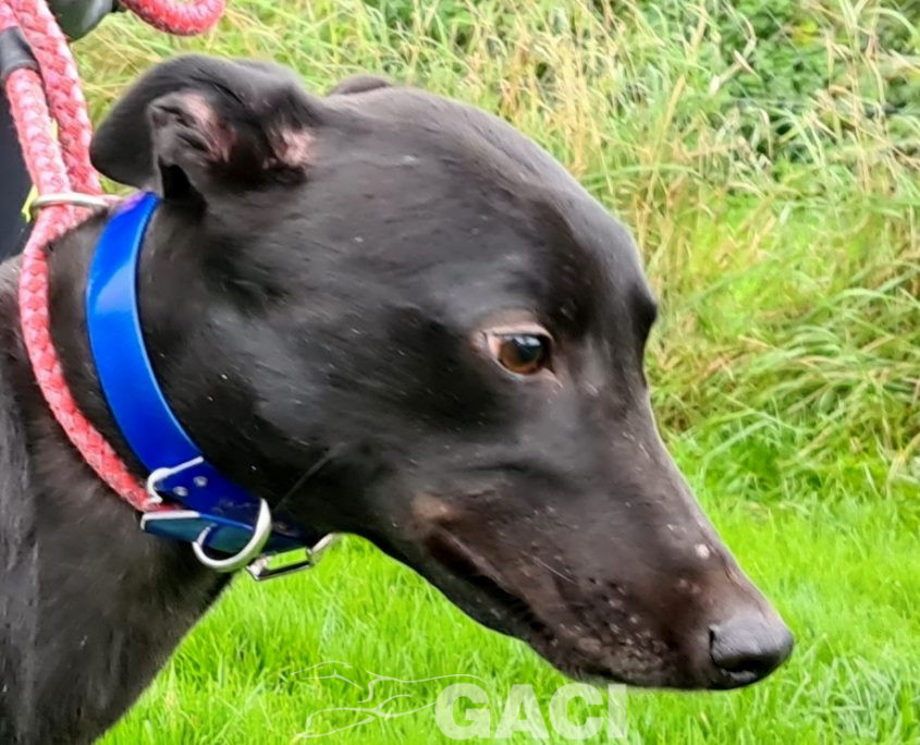 PUMA-greyhound-GACI-M (4)