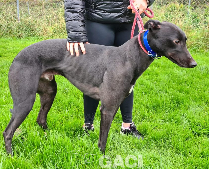 PUMA-greyhound-GACI-M (5)