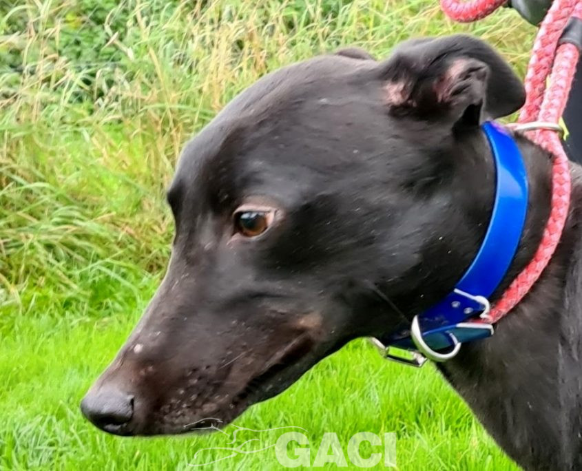 PUMA-greyhound-GACI-M (6)