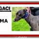 PUMA-greyhound-GACI-M (7)