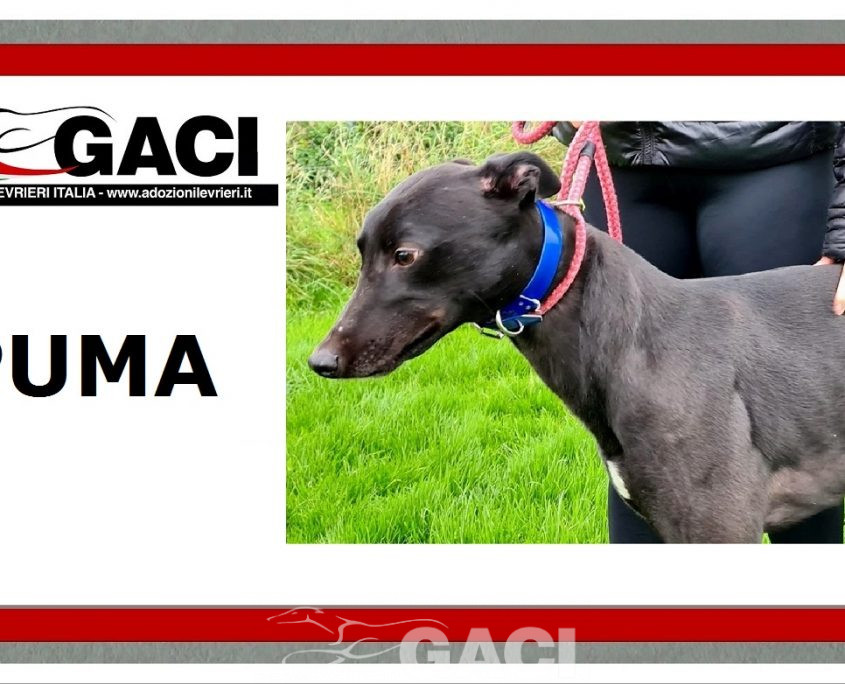 PUMA-greyhound-GACI-M (7)