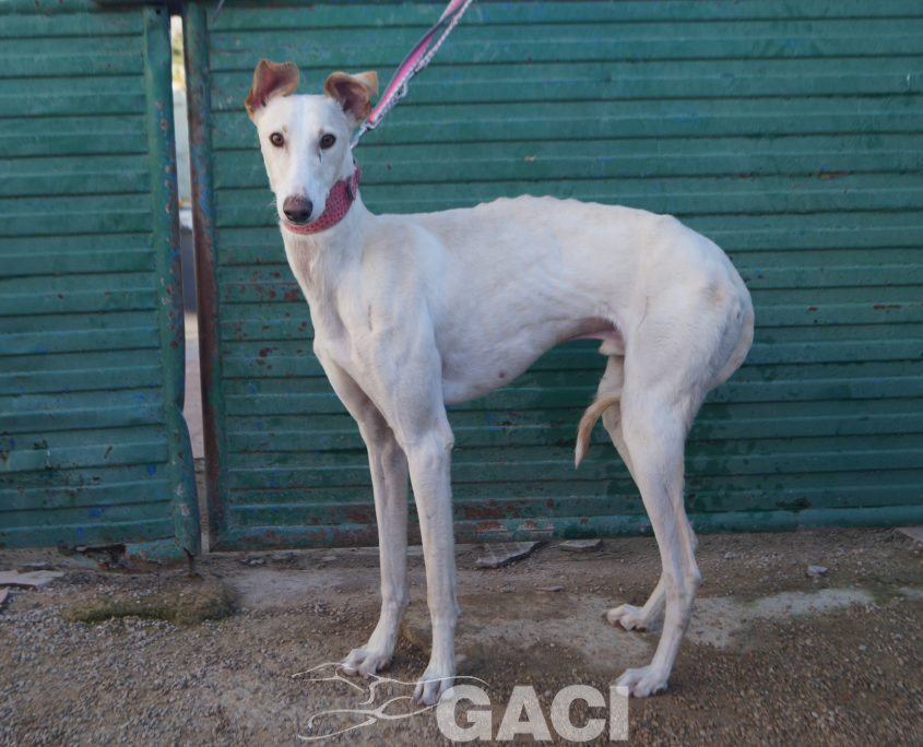 P201211_03 RED M3 (6)