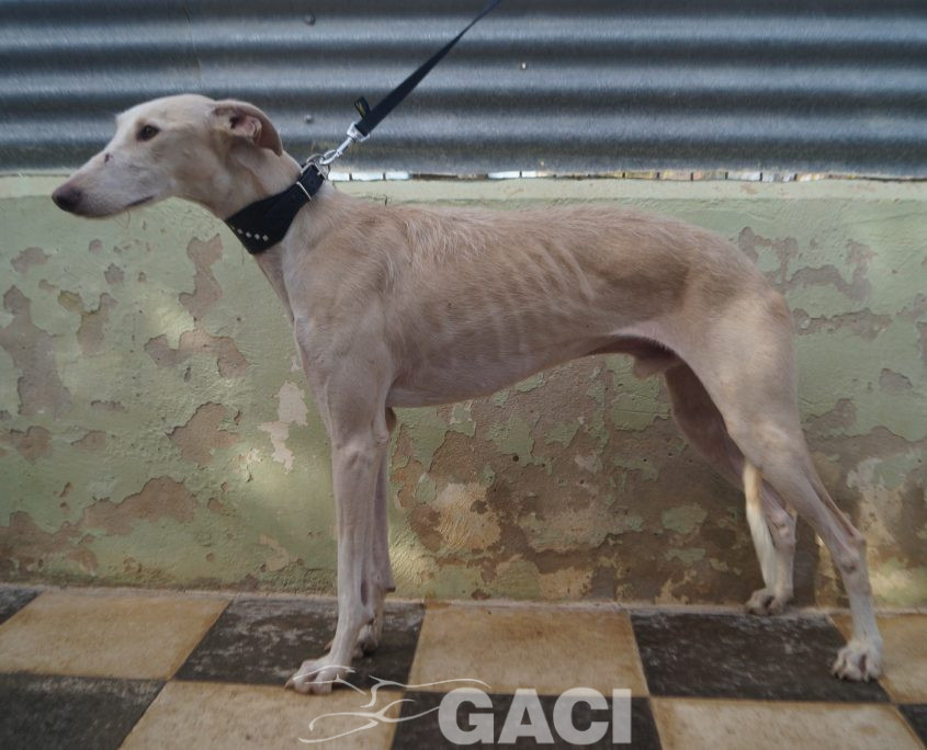 P201111_01 LLORON M1 941000024412825 ( CESION (4)