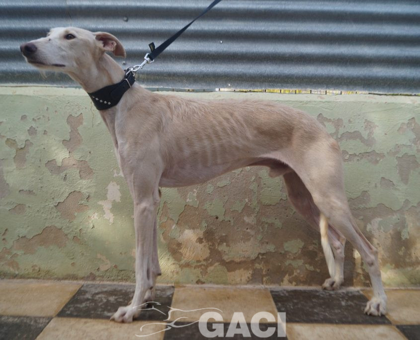 P201111_01 LLORON M1 941000024412825 ( CESION (6)