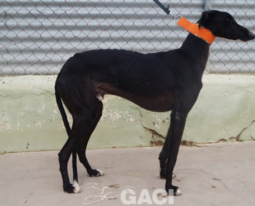 P210118_01 TANGO M1,5 941000024289824 ( CESION) (1)