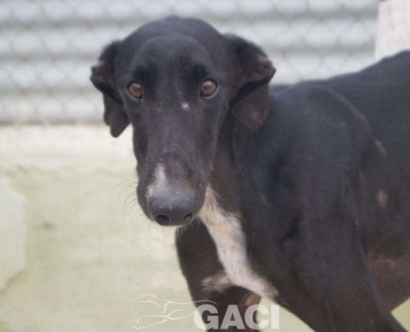 P210118_01 TANGO M1,5 941000024289824 ( CESION) (2)