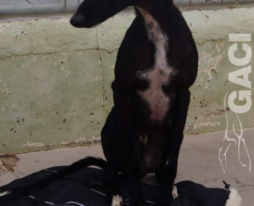 P210118_01 TANGO M1,5 941000024289824 ( CESION) (3)