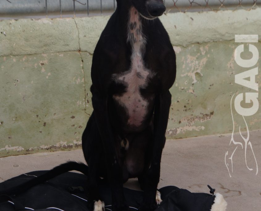 P210118_01 TANGO M1,5 941000024289824 ( CESION) (4)