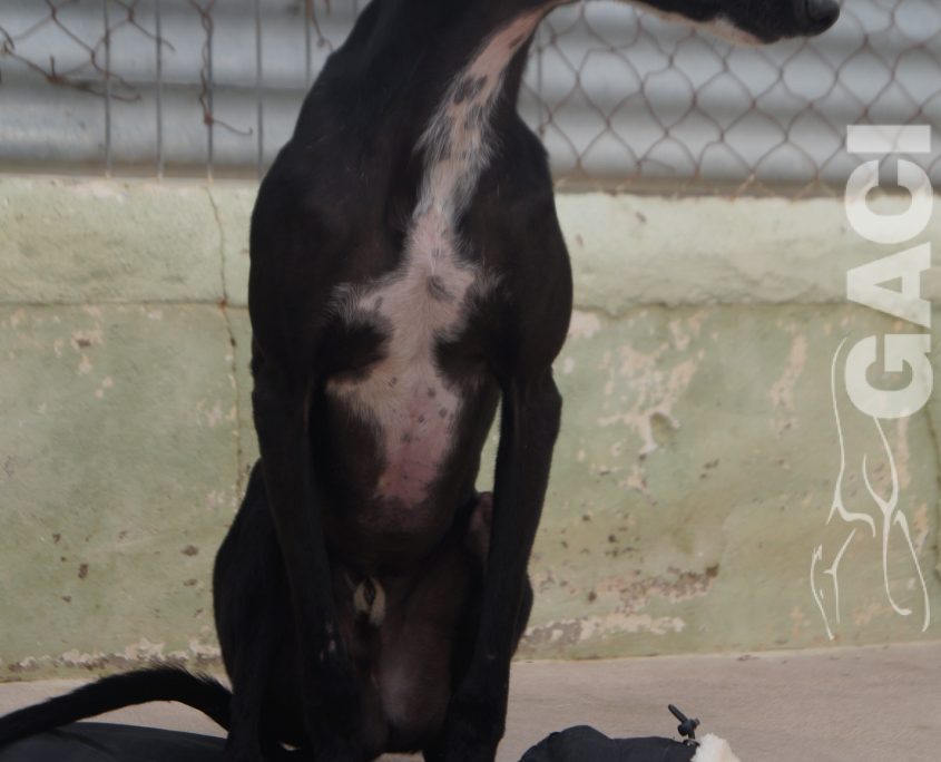 P210118_01 TANGO M1,5 941000024289824 ( CESION) (5)