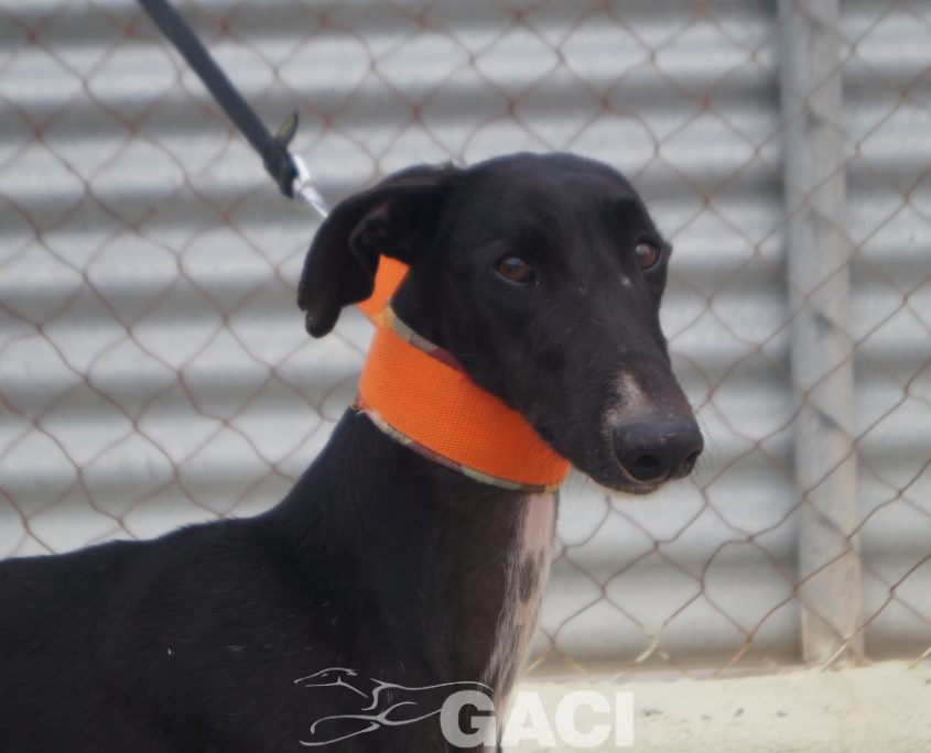 P210118_01 TANGO M1,5 941000024289824 ( CESION) (6)