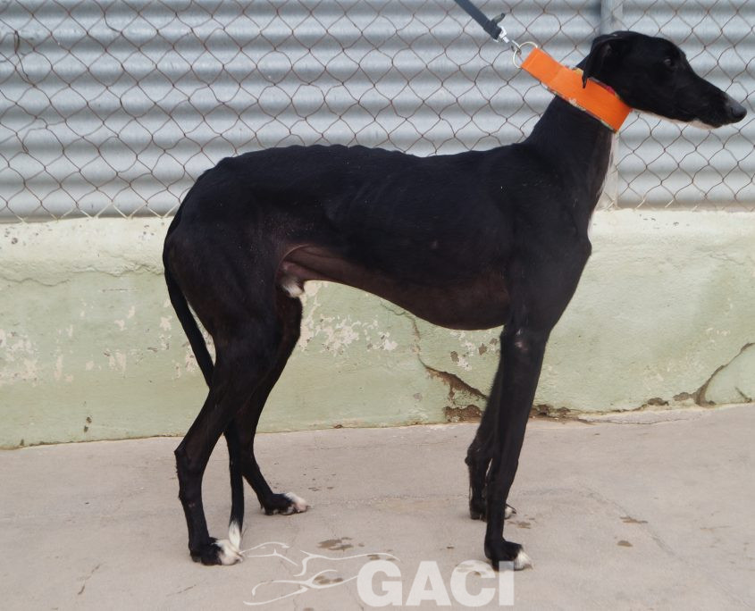 P210118_01 TANGO M1,5 941000024289824 ( CESION) (7)