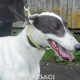 BORIS-greyhound-GACI (1)