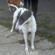BORIS-greyhound-GACI (10)