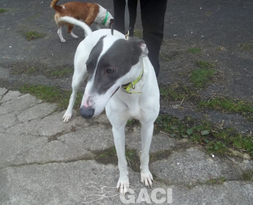 BORIS-greyhound-GACI (10)
