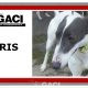 BORIS-greyhound-GACI (11)