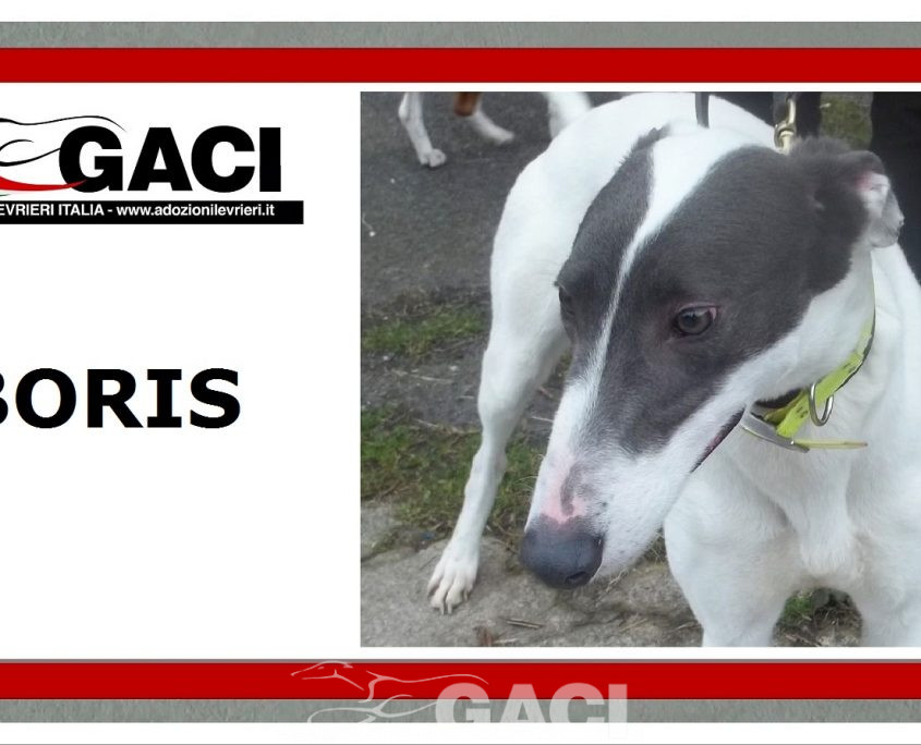 BORIS-greyhound-GACI (11)