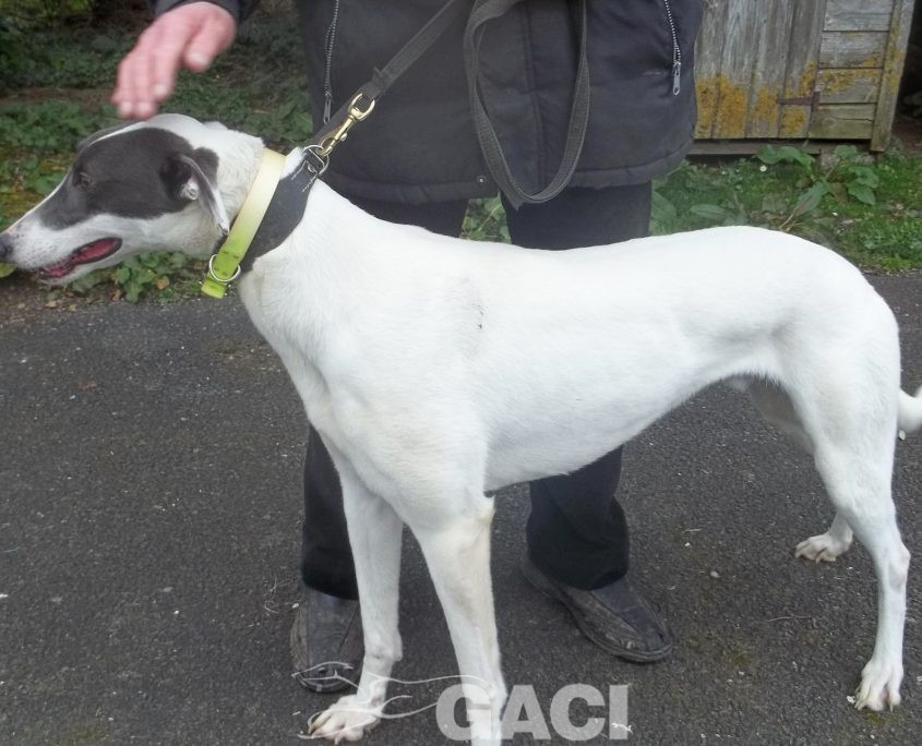 BORIS-greyhound-GACI (2)